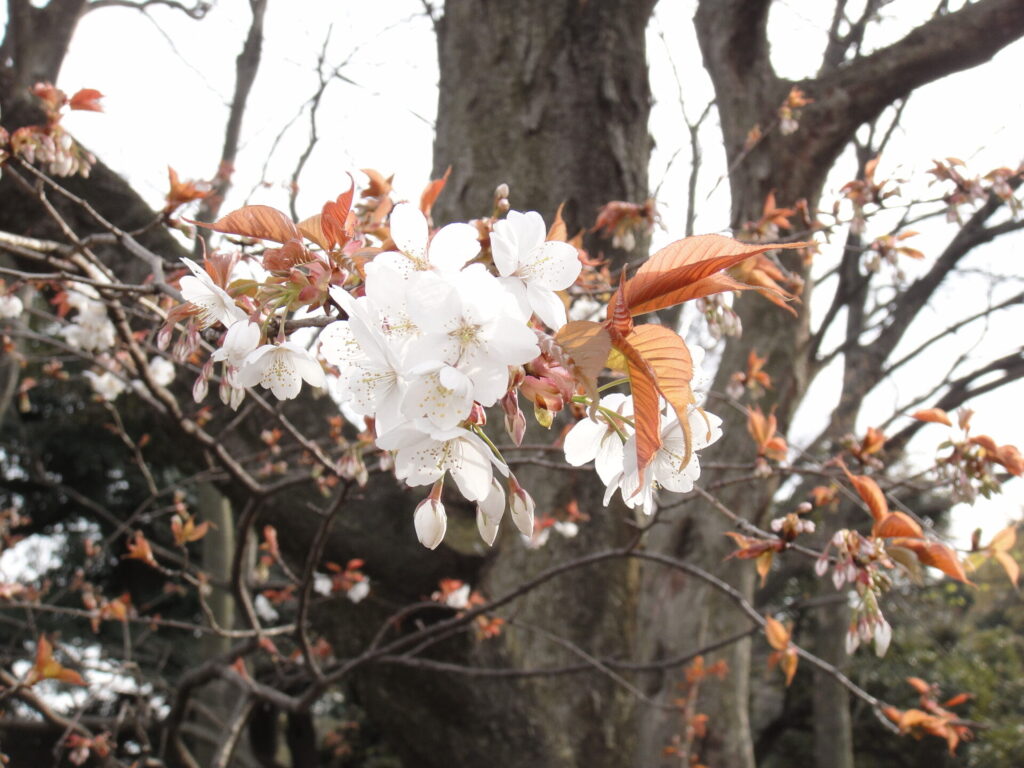 桜の花（明治神宮）