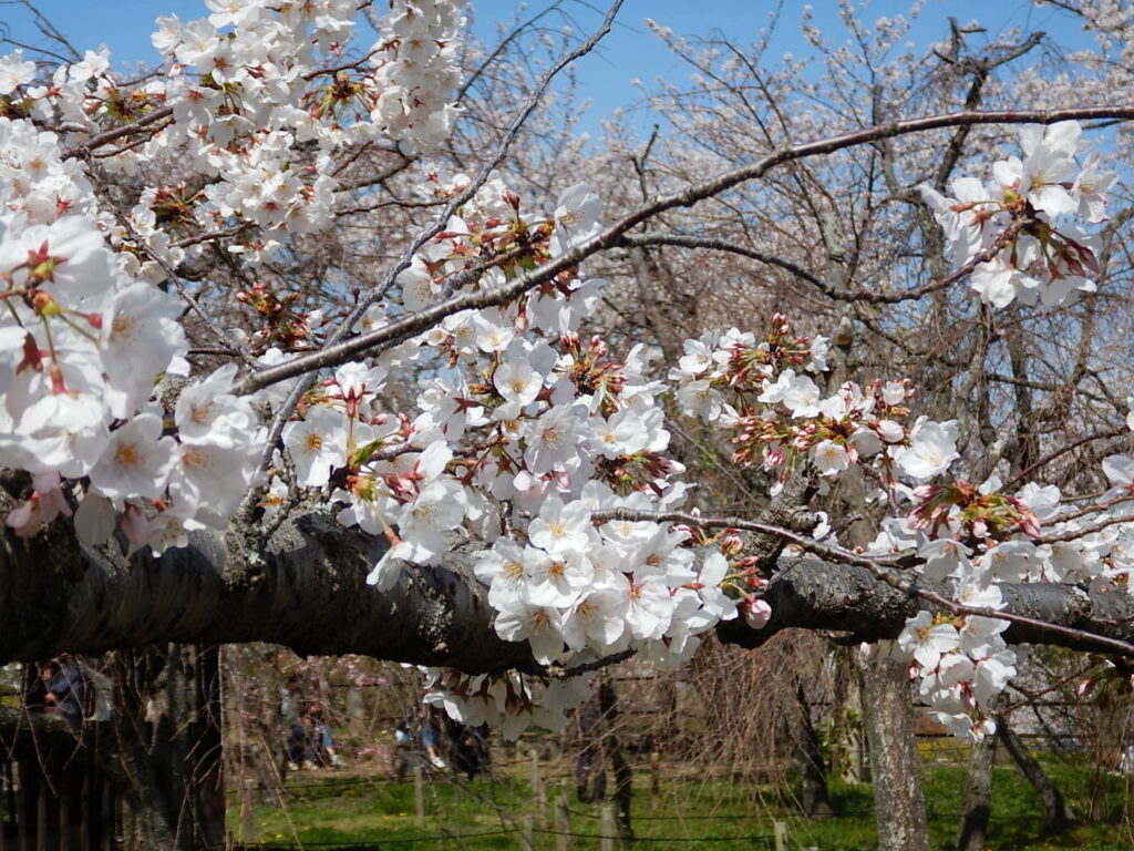 桜（舞鶴公園）