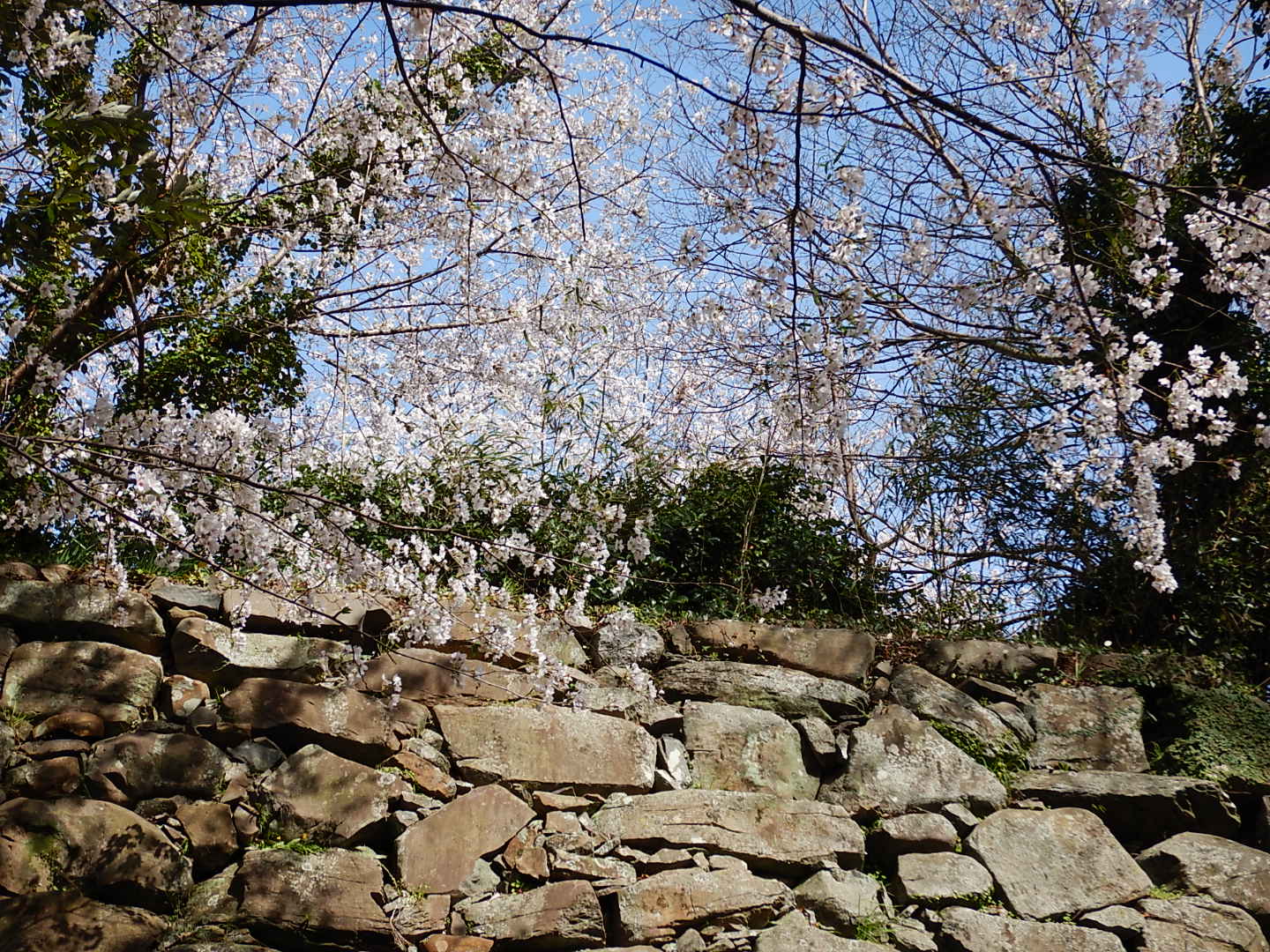 舞鶴公園・石垣