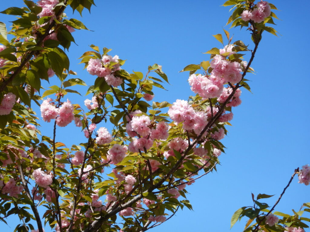 八重桜（茶山中央公園）