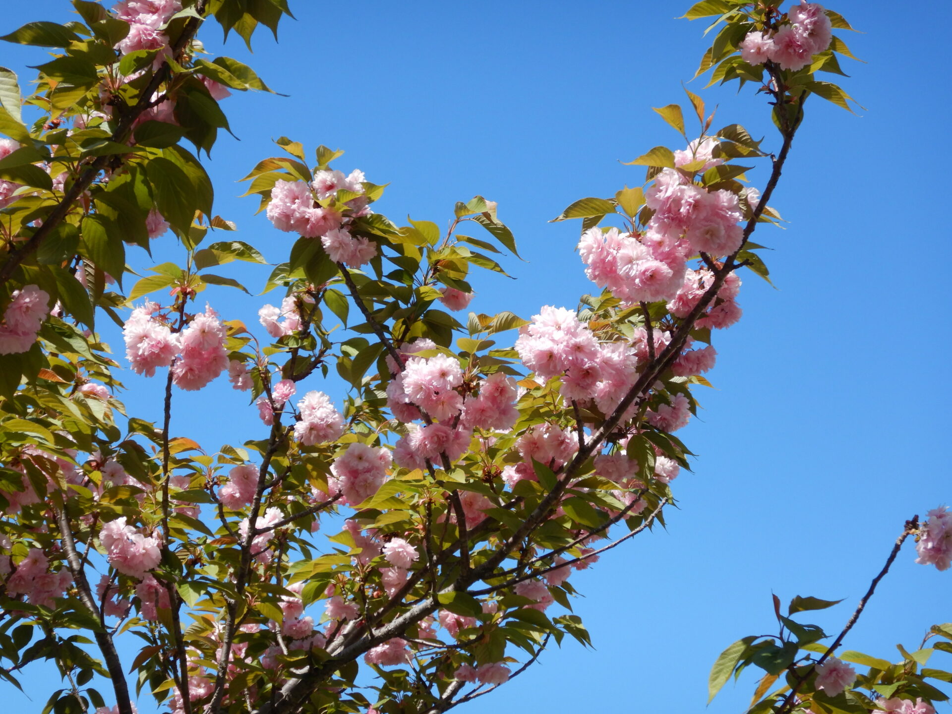 茶山公園・八重桜