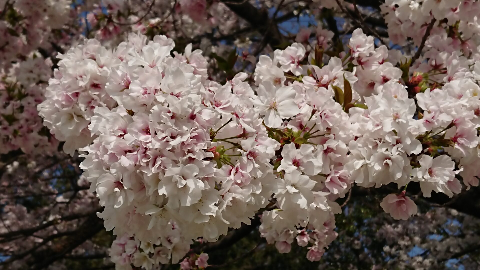 桜の花