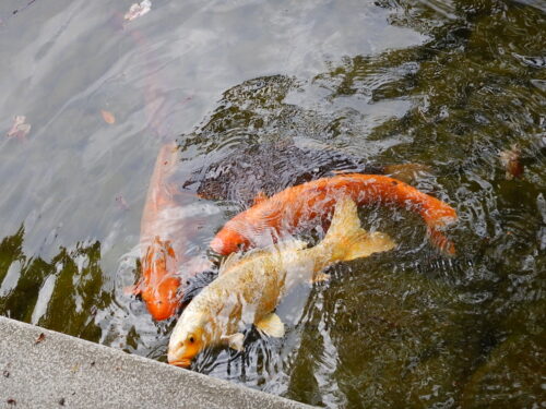 池の鯉（友泉亭公園）