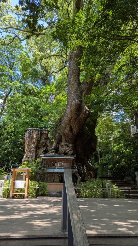 熱海・来宮神社の大楠